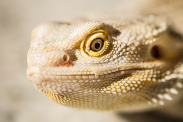 closeup of lizard