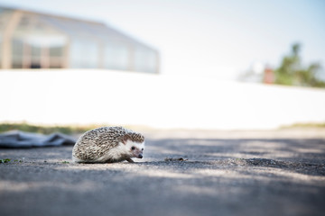 hedgehog on the street © Diviska