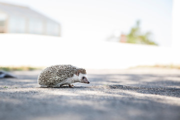 Obraz premium hedgehog on the street