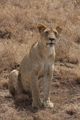 Fototapeta na wymiar Lionne du Serengeti tanzanie
