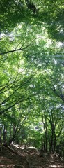 森　新緑