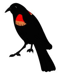 Red Wing Blackbird