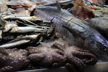 Fresh Octopus and Fish