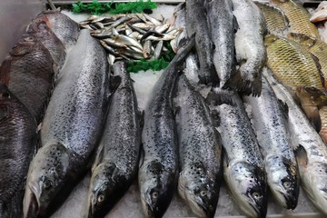 fresh fish at the market