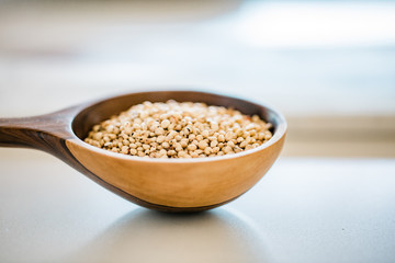 Sorghum Grain