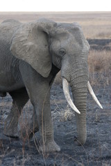 Eléphant du Serengeti Tanzanie