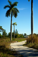 Fototapeta na wymiar An empty deserted paved road is over grown with weeds and flanked by palm trees on southwest florida. 