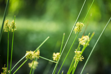 wild flower in the grass