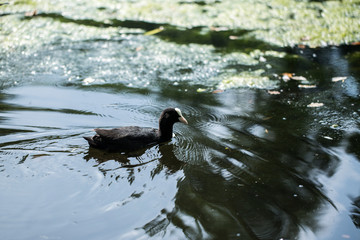 duck in water