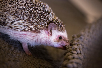 hedgehog in the grass
