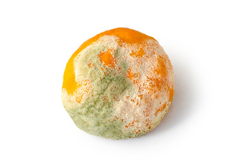 Rotten citrus. Penicillium mold on a mandarin fruit. Microscopic fungi producing penicillin antibiotic