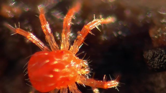 Rote Raubmilbe putzt sich