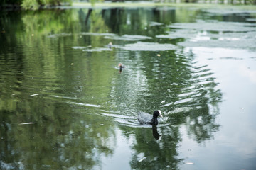 duck in water