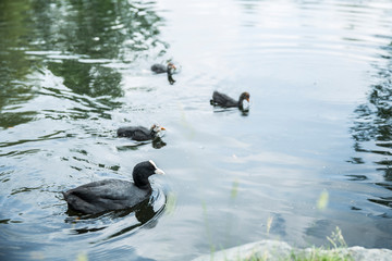 duck in water