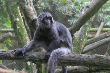 Javan Lutung