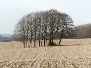 Copse of trees in ploughed field, Latimer, Buckinghamshire
