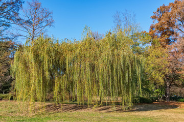 Fototapeta premium Weeping willow tree or Babylon willow (Salix Babylonica) in a park