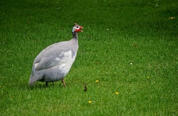 Guinea fowl in a field with yellow wildflowers.