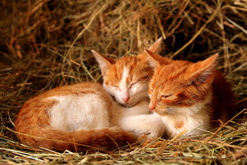 Słodkie kotki w sianie