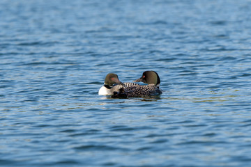 Loons, Minnesota state bird
