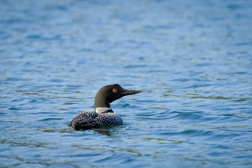 Fototapeta premium Loons, Minnesota state bird