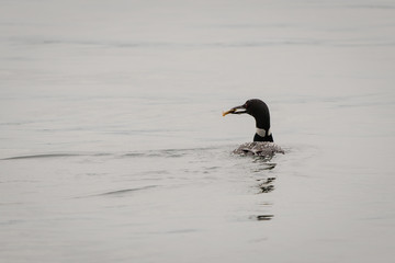 Loons, Minnesota state bird