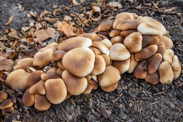 wild mushrooms in a city park
