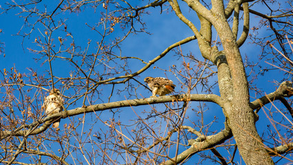 Red Tailed Hawks Pair Winter