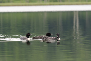 Loons, Minnesota state bird