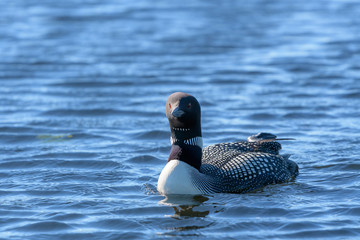 Loons, Minnesota state bird