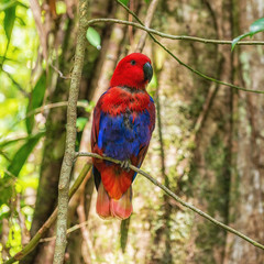 Beautiful parrot, Daintree rainforest, Queensland, Australia