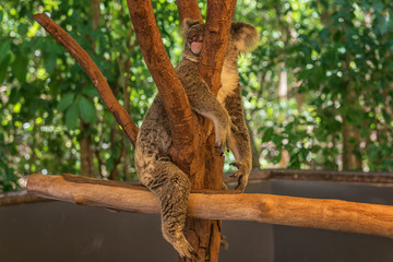 Sweet Koala Sleep, Queensland, Australia