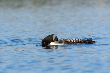 Loons, Minnesota state bird
