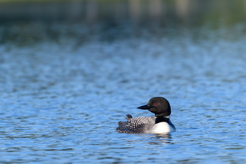Loons, Minnesota state bird