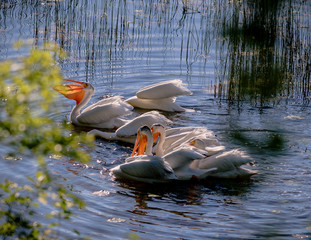 American White Pelicans