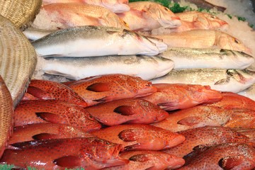 fresh fish at the market