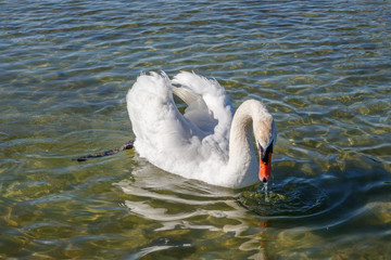 Schwan an der Müritz