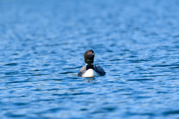 Loons, Minnesota state bird