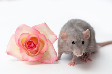 hand rat, dumbo rat, pets on a white background, a very cute little rat, a rat next to a rose