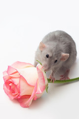 hand rat, dumbo rat, pets on a white background, a very cute rat, a rat has a rose