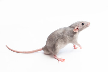 mouse on a white background;