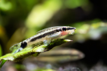 Otocinclus macrospilus vitattus aquarium fish. Armored oto catfish dwarf sucker. perfect algae eater. macro view, soft focus.