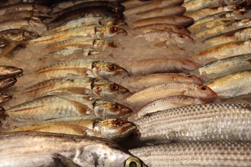 fresh fish in the market