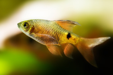 Aquarium fish longtail barb Pethia Conchonius macro view. Shallow depth of field