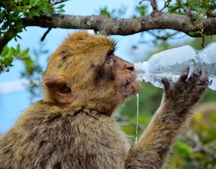 Gibraltar top of the rock ape: water on a hot summer day 