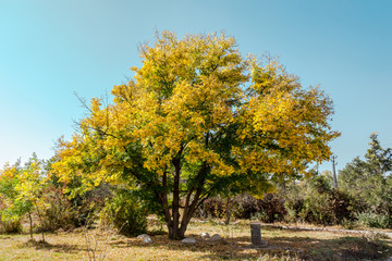 tree in autumn