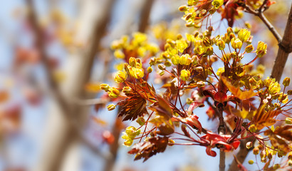 Blossoming red maple tree branch. Beautiful spring time floral background. Shallow depth of field