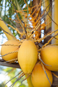 Coconuts on tree