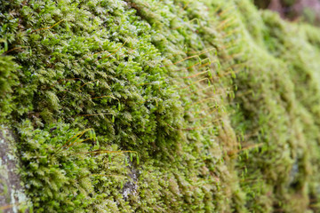 Green moss carpet in forest