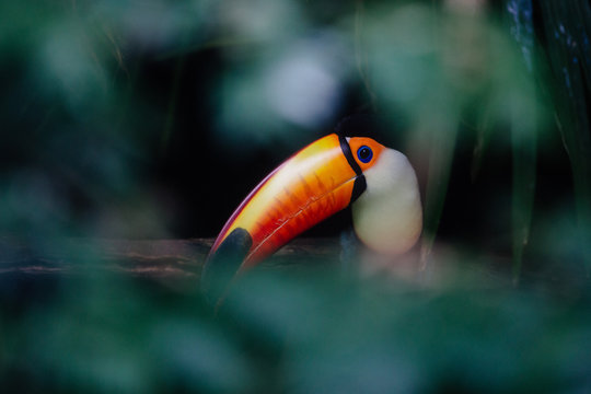 Toucan through brush